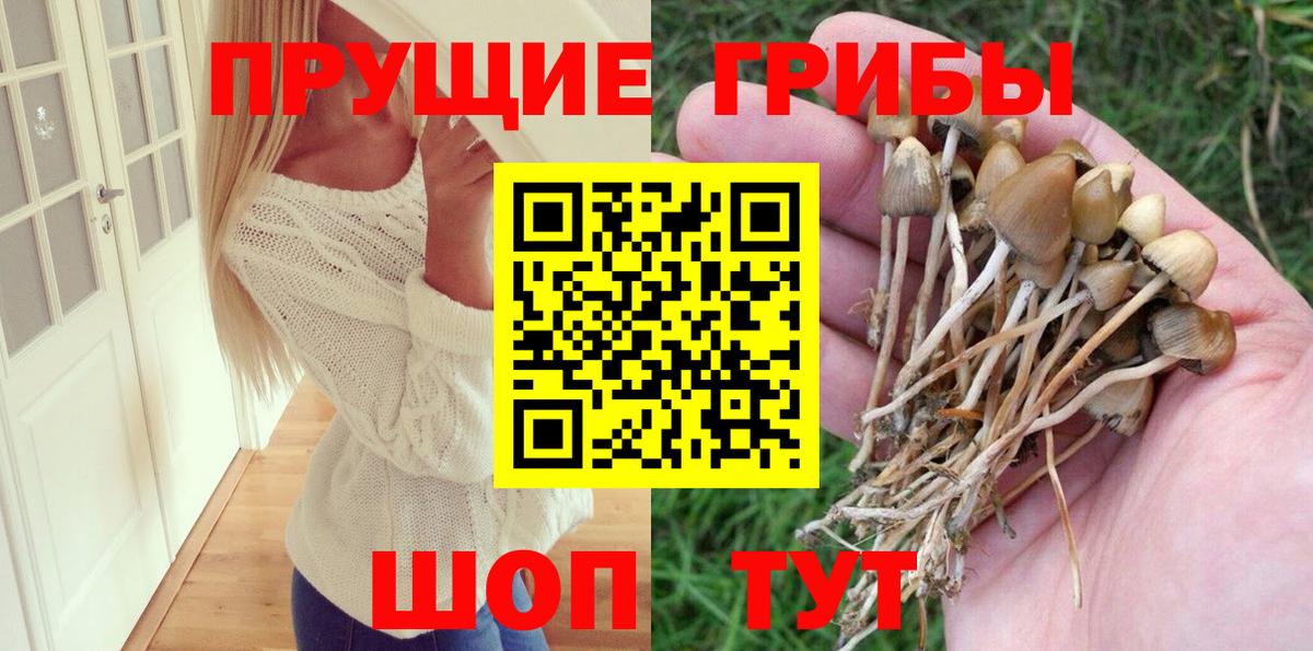 Псилоцибиновые грибы Cubensis  Галлюциногенные грибы MAGIC MUSHROOMS  Сорочинск  Вход с VPN 